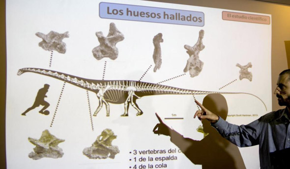 阿根廷现史上最大恐龙化石
