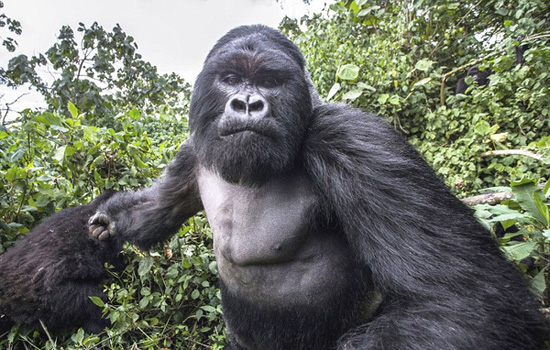 摄影师抓拍被卢旺达山地大猩猩袭击惊人瞬间